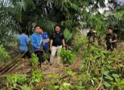 Tim GTRA Luwu Utara Percepat Penelitian Lapangan Kegiatan Redistribusi Tanah di Desa Pongko Kecamatan Bone Bone