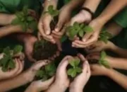 LIN Kabupaten Mimika Dorong Penanaman 20.000 Pohon Mitigasi Lingkungan