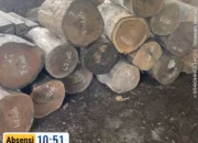 Kayu Diamankan, Dugaan Kerugian Negara Menggantung Tanpa Kejelasan Penindakan