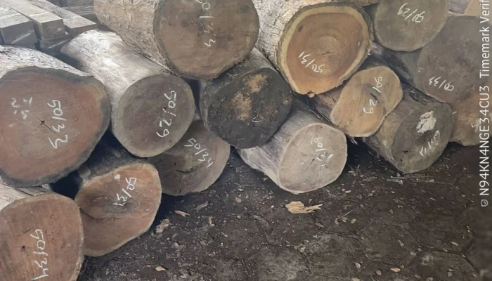 Kayu Diamankan, Dugaan Kerugian Negara Menggantung Tanpa Kejelasan Penindakan