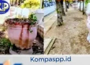 Kadis LH Gowa Akui Tak Ada Anggaran Pemeliharaan Taman: Pot Bunga Balla Lompoa Sempat Tak Terawat, Baru Ditanami Lagi