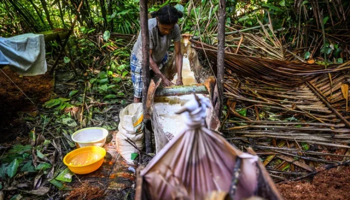 Hutan Sumber Kehidupan Perempuan Adat Knasaimos
