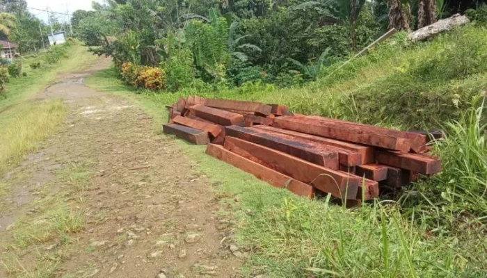 Taruhan Pendek Kayu Merbau: Krisis Konservasi dan Ekologi di Sorong Selatan